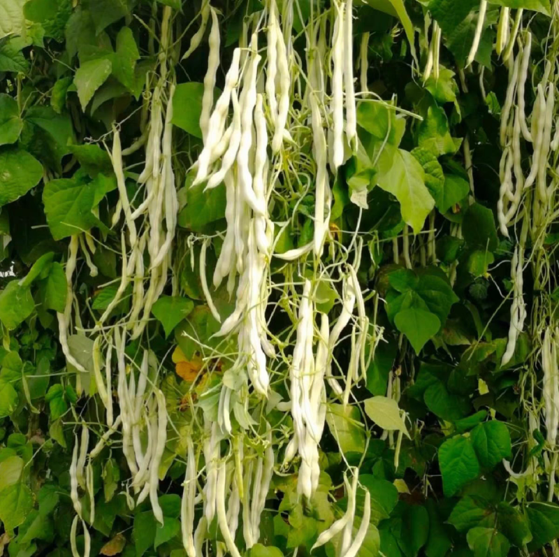 白马王子四季豆种子无筋白芸豆中熟耐低温无筋春秋长豆角种子