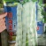 白马王子四季豆种子无筋白芸豆中熟耐低温无筋春秋长豆角种子