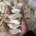 河南焦作正宗温县垆土铁棍山药片