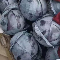 精品紫甘蓝品质优质量好诚信经营价格美丽