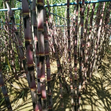 四川攀枝花红皮甘蔗大量有货欢迎打扰。。。
