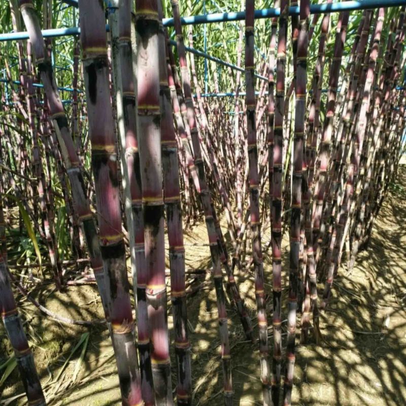 四川攀枝花红皮甘蔗大量有货欢迎打扰。。。