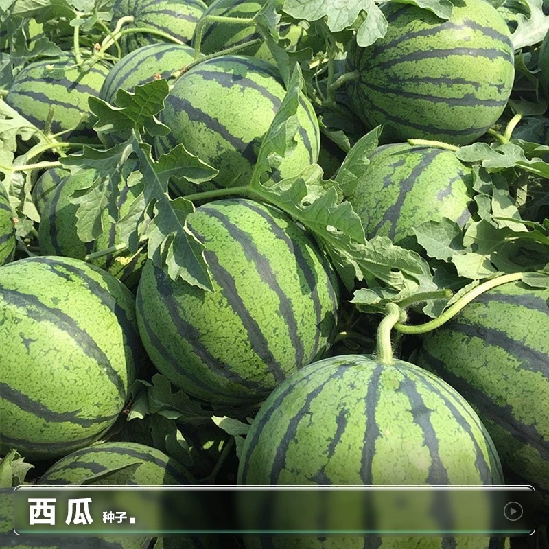 冰糖麒麟西瓜种子早熟瓤红质脆汁多味甜口感好