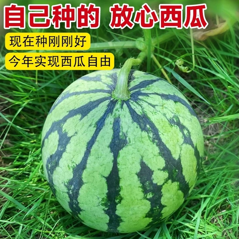 冰糖麒麟西瓜种子早熟瓤红质脆汁多味甜口感好