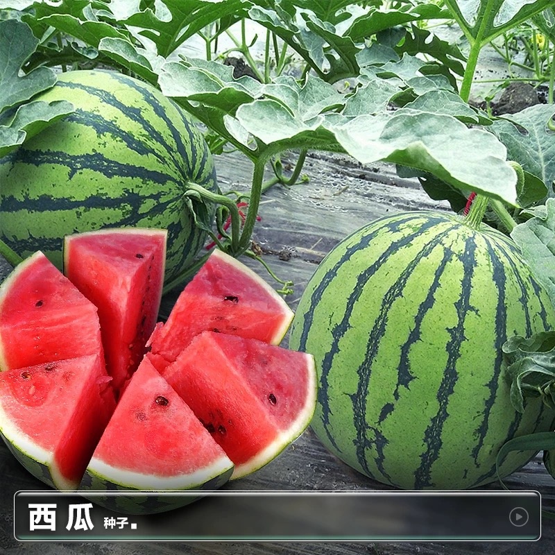 冰糖麒麟西瓜种子早熟瓤红质脆汁多味甜口感好