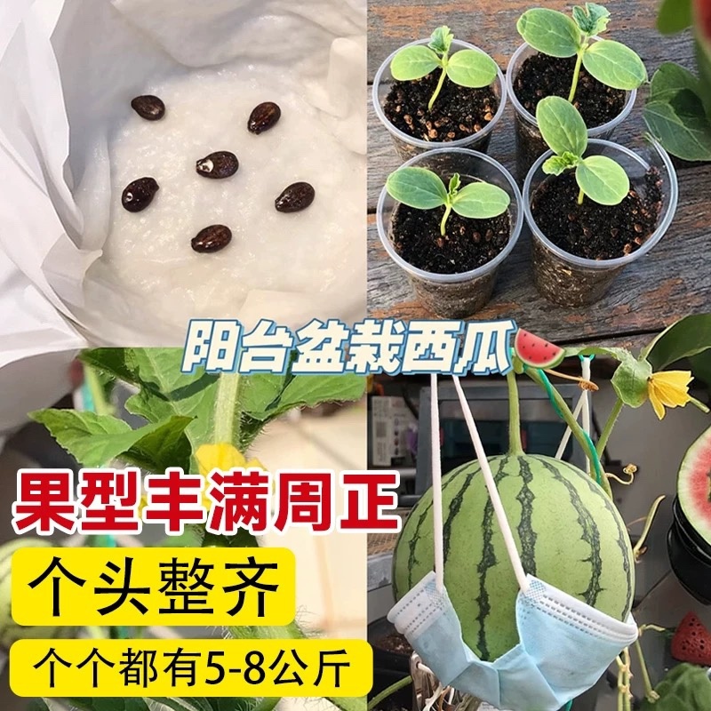 冰糖麒麟西瓜种子早熟瓤红质脆汁多味甜口感好