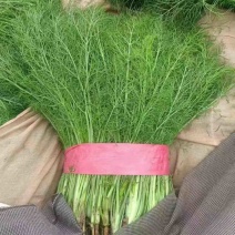 精品茴香苗基地直发质量保障量大从优诚信经营