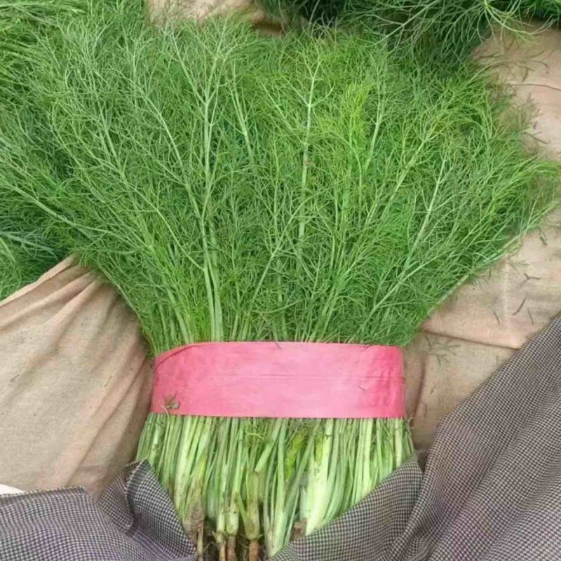 精品茴香苗基地直发质量保障量大从优诚信经营