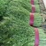 精品茴香苗基地直发质量保障量大从优诚信经营