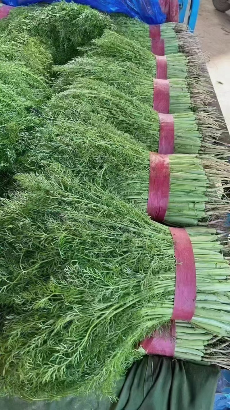 精品茴香苗基地直发质量保障量大从优诚信经营