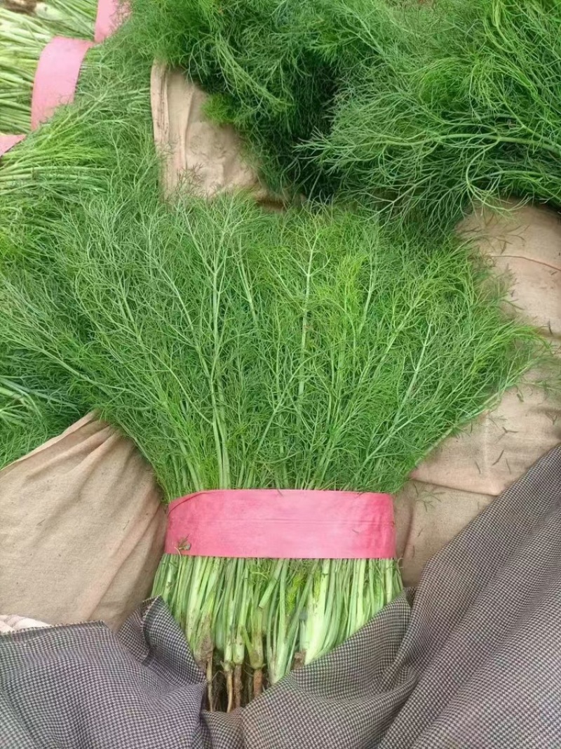 精品茴香苗基地直发质量保障量大从优诚信经营