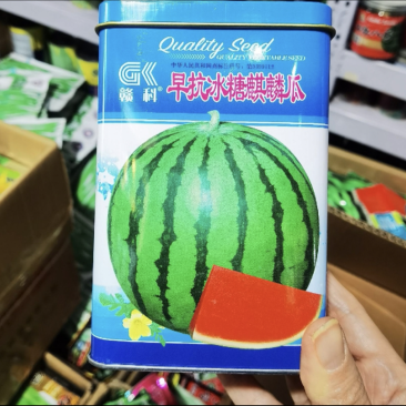 冰糖麒麟西瓜种子早熟瓤红质脆汁多味甜口感好