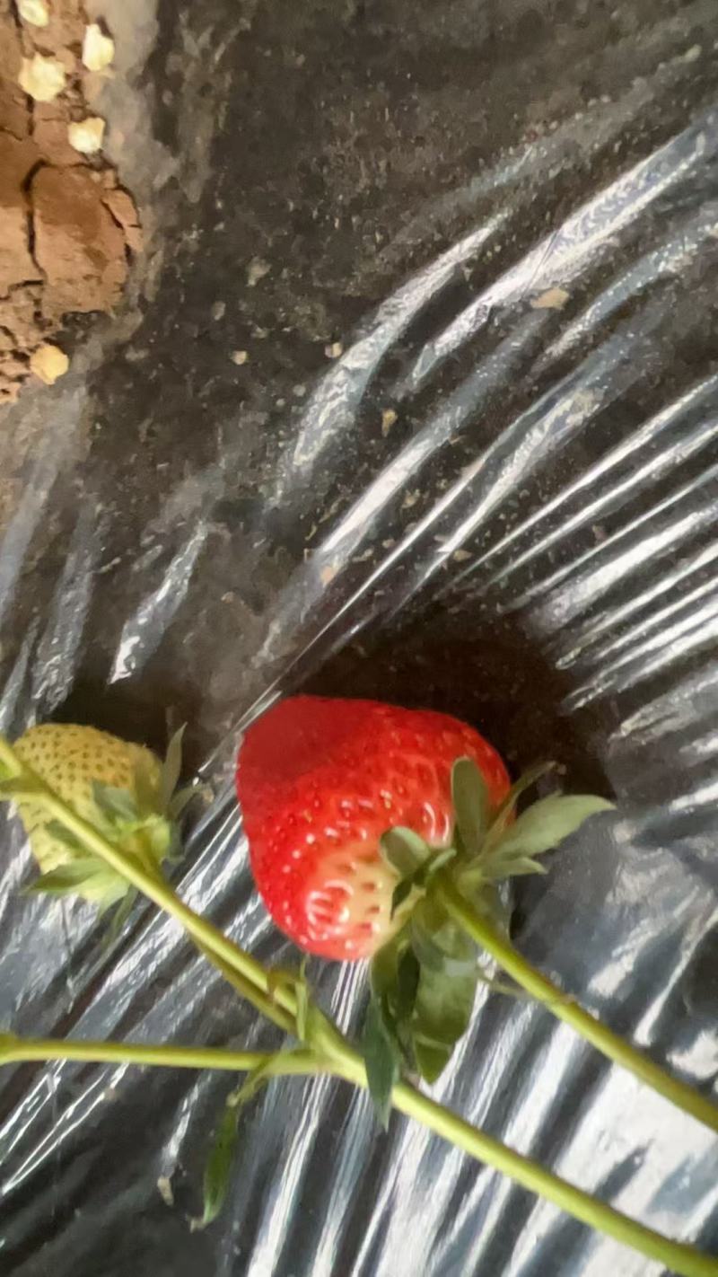 红颜久久草莓，马上上市了