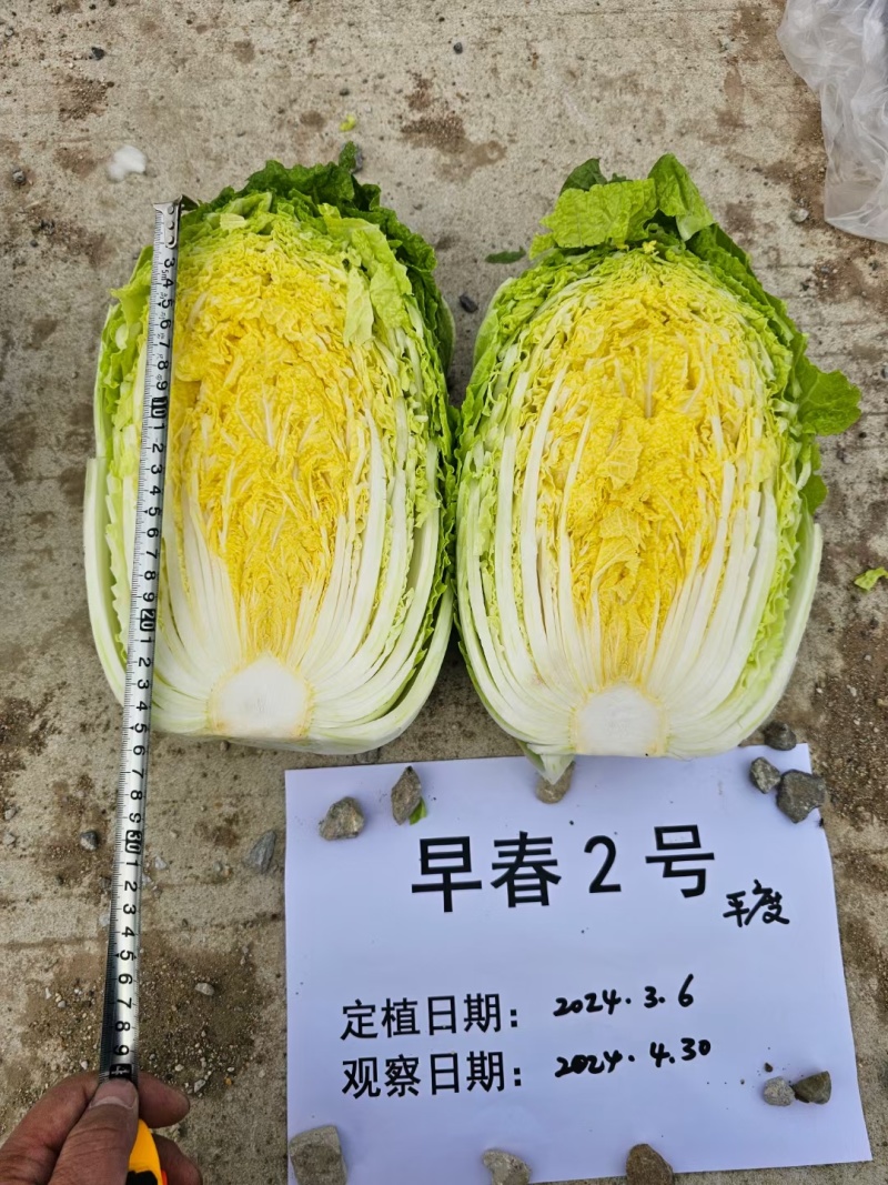 早春2号白菜种子外叶浓绿内芯黄巴单球重6斤左右温度13度