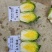早春2号白菜种子外叶浓绿内芯黄巴单球重6斤左右温度13度