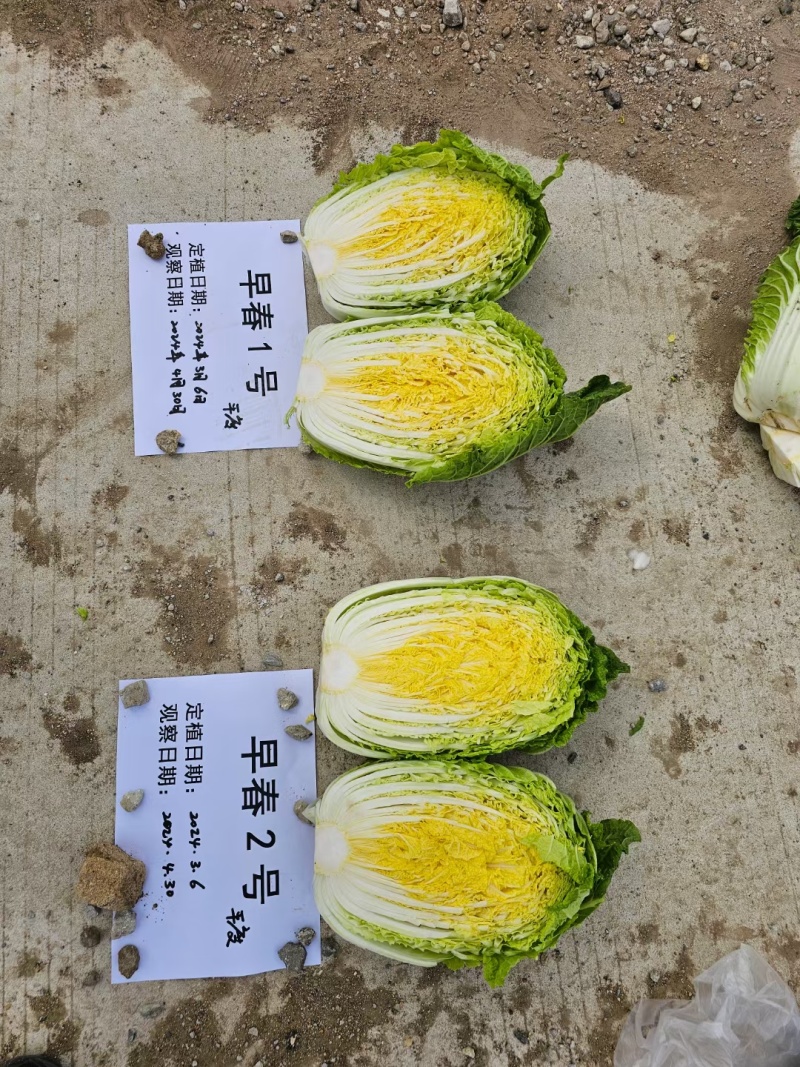早春2号白菜种子外叶浓绿内芯黄巴单球重6斤左右温度13度