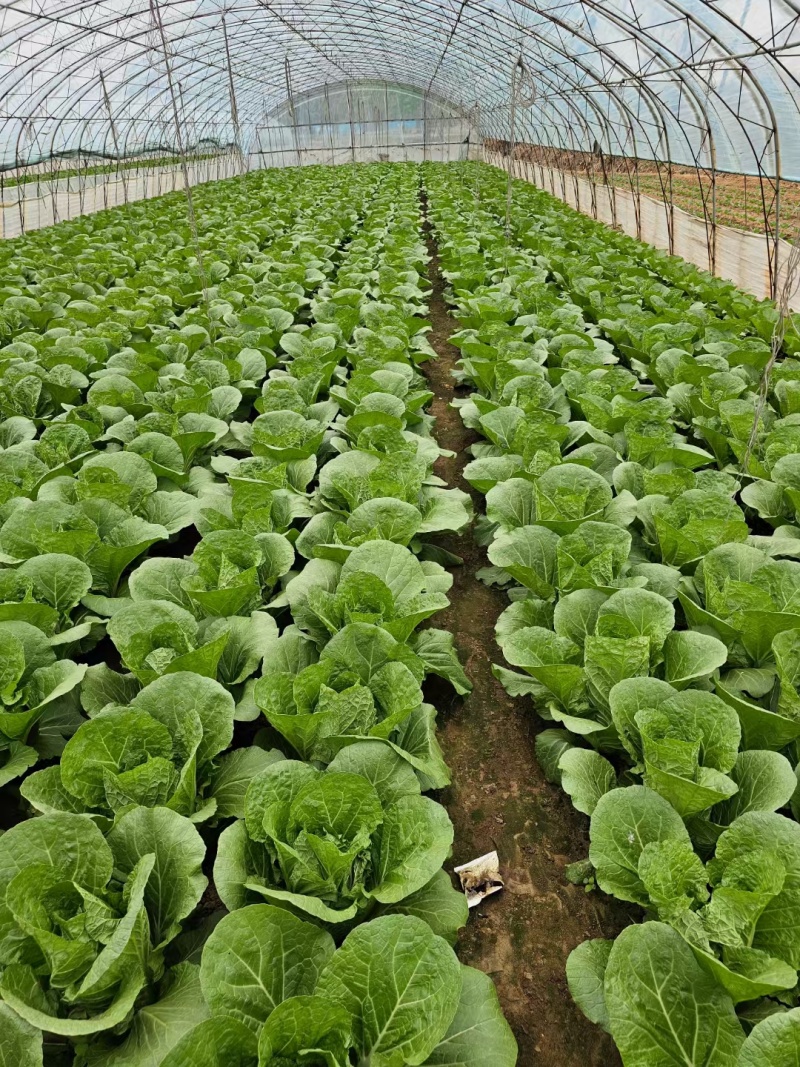 早春2号白菜种子外叶浓绿内芯黄巴单球重6斤左右温度13度