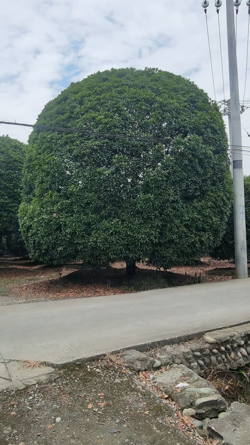 成都地笼桂花200公分250公分300公分400公分