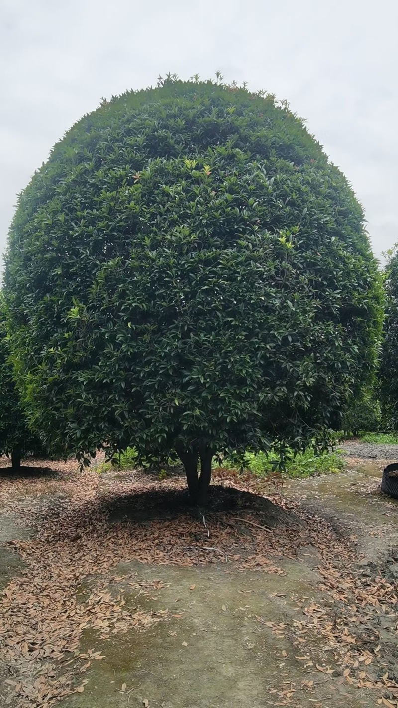 成都低分枝桂花200公分250公分300公分400公分