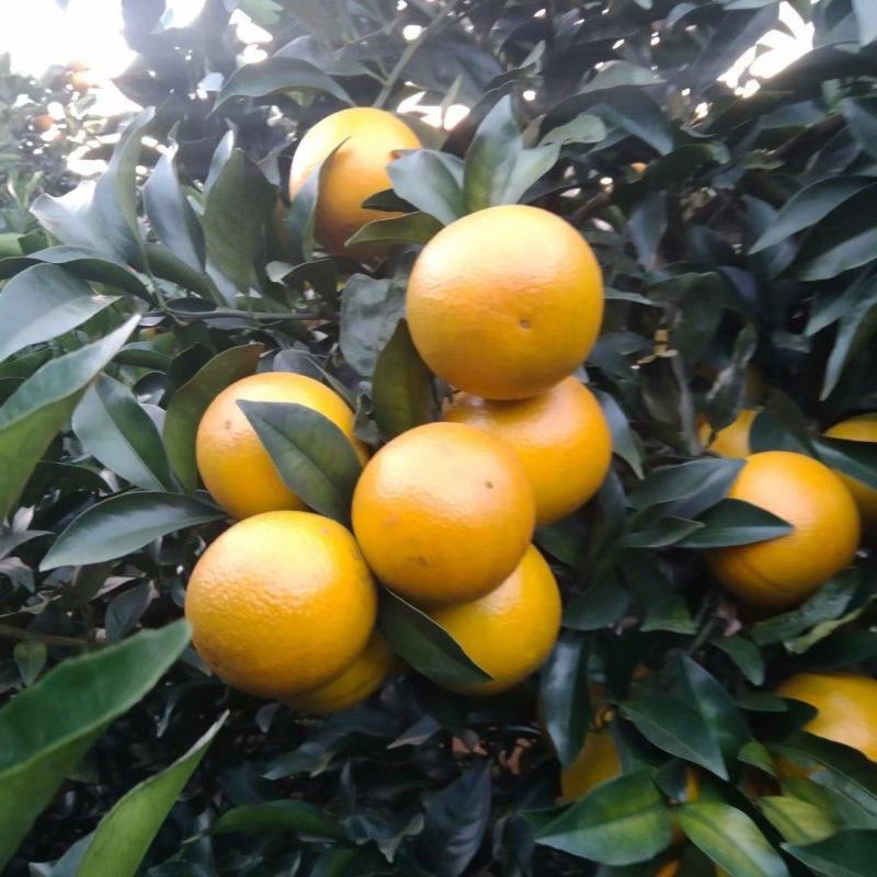 广东红江橙