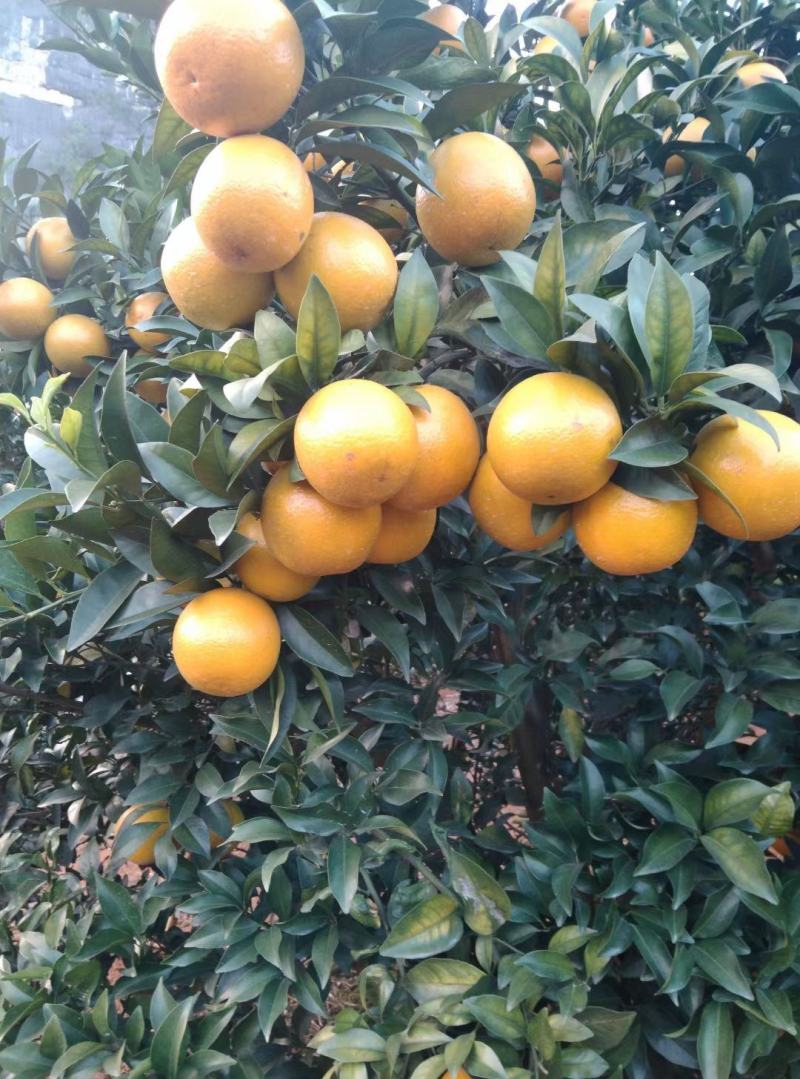 广东红江橙