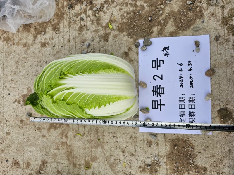 早春2号白菜种子外叶浓绿内芯黄巴单球重6斤左右温度13度