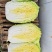 早春2号白菜种子外叶浓绿内芯黄巴单球重6斤左右温度13度