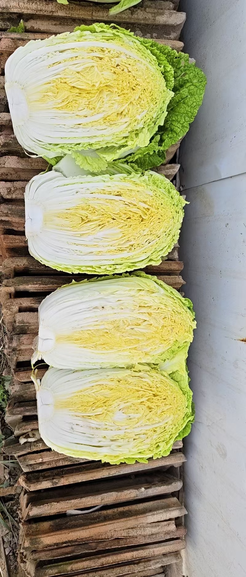早春2号白菜种子外叶浓绿内芯黄巴单球重6斤左右温度13度