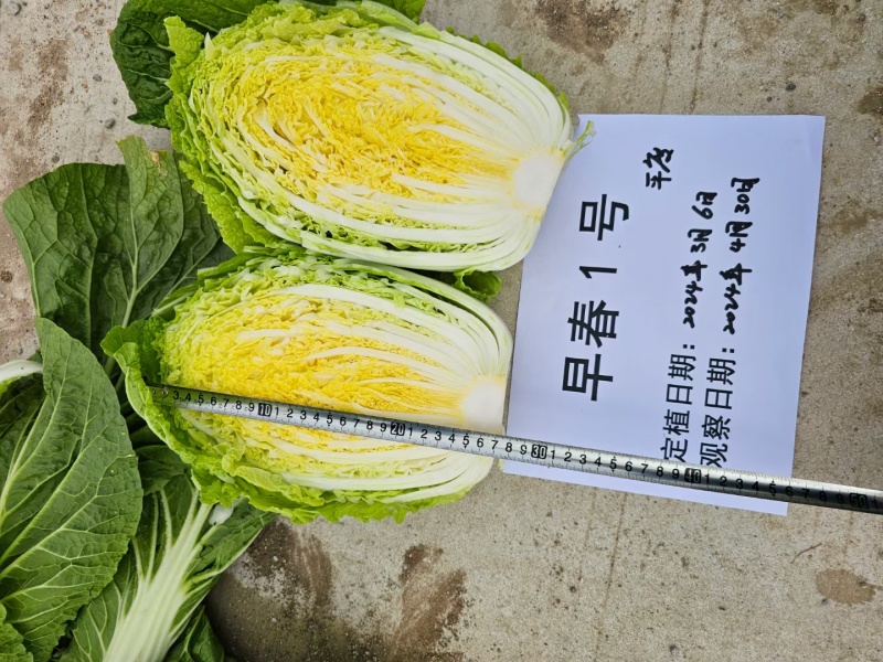 早春2号白菜种子外叶浓绿内芯黄巴单球重6斤左右温度13度
