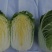 早春2号白菜种子外叶浓绿内芯黄巴单球重6斤左右温度13度