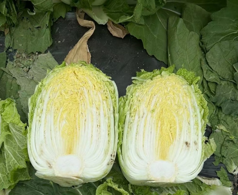 早春2号白菜种子外叶浓绿内芯黄巴单球重6斤左右温度13度