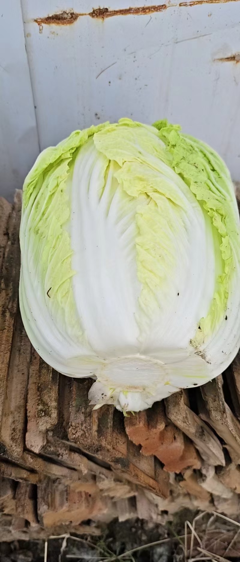 早春2号白菜种子外叶浓绿内芯黄巴单球重6斤左右温度13度