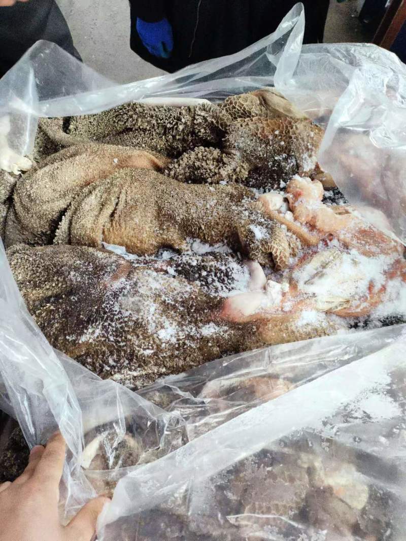 纯干/免洗/无杂质的羊毛肚/全国各地冷链车发货/一件也是