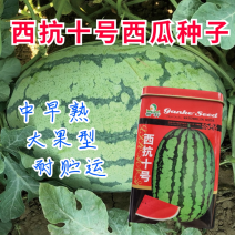 西抗十号西瓜种子中晚熟花皮椭圆型瓜瓤鲜红少籽多汁皮薄