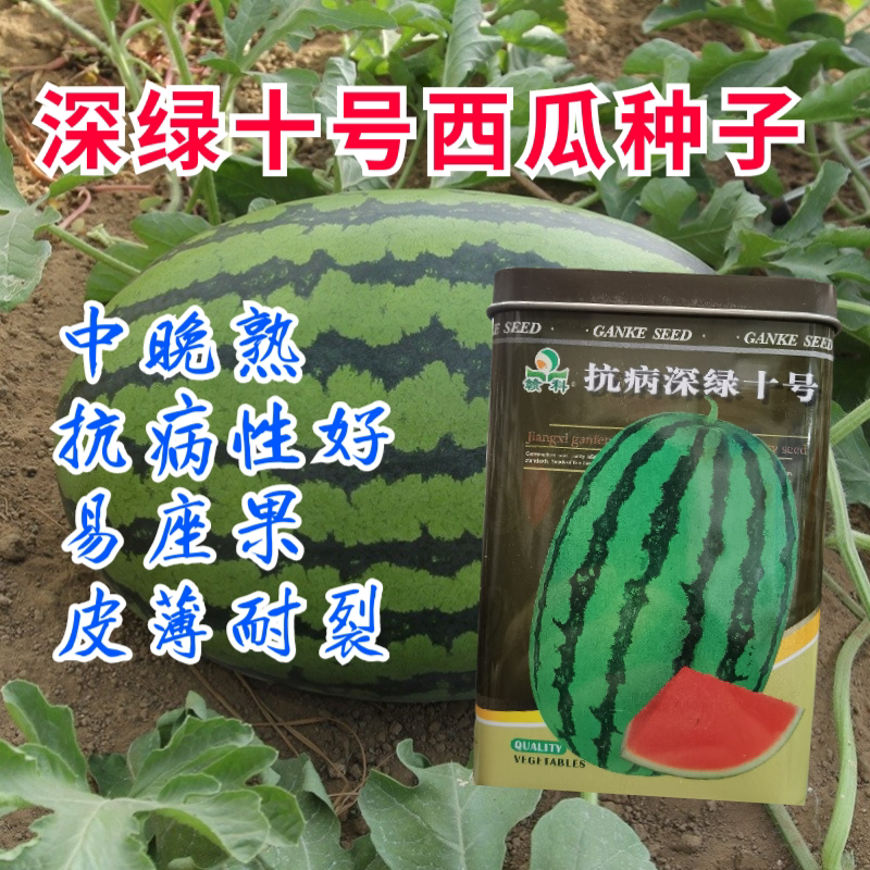深绿十号西瓜种子中晚熟瓜皮深绿瓜瓤鲜红少籽多汁瓜皮薄