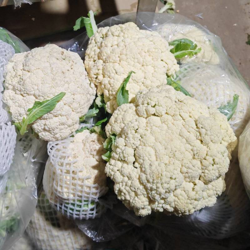 有机花菜半有机菜花现货供应量大