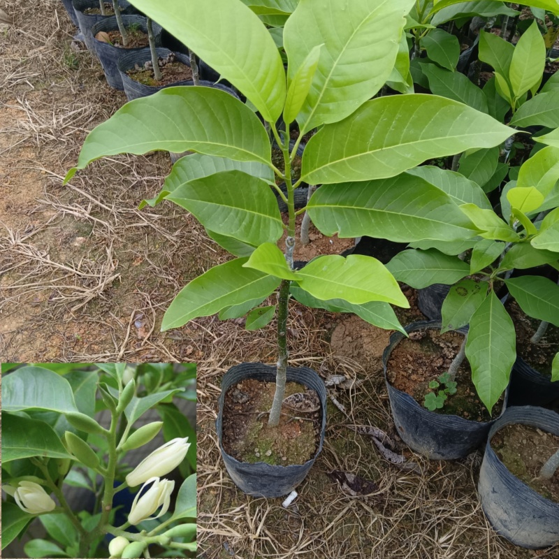 玉兰花/白玉兰/正品嫁接苗