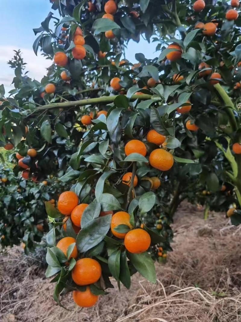 广西西林砂糖橘基地大量上市电商社区批发超市，欢迎采购。