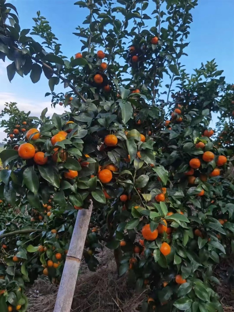 广西西林砂糖橘基地大量上市电商社区批发超市，欢迎采购。