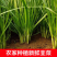【精品推荐】山东韭菜/小叶韭菜/济宁韭菜/全国发货