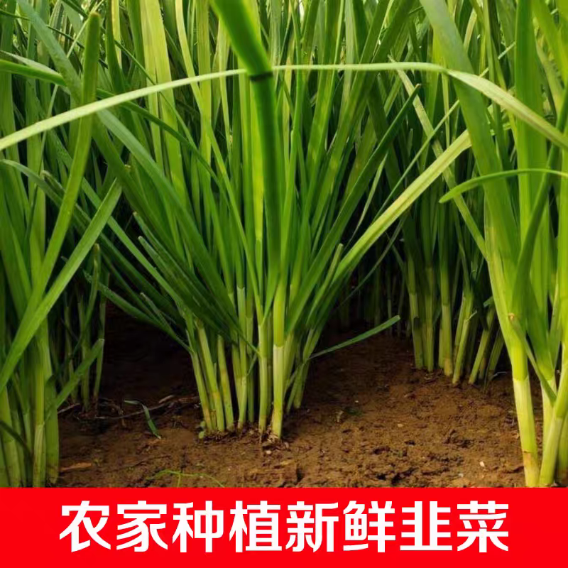 【精品推荐】山东韭菜/小叶韭菜/济宁韭菜/全国发货