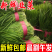 【精品推荐】山东韭菜/小叶韭菜/济宁韭菜/全国发货