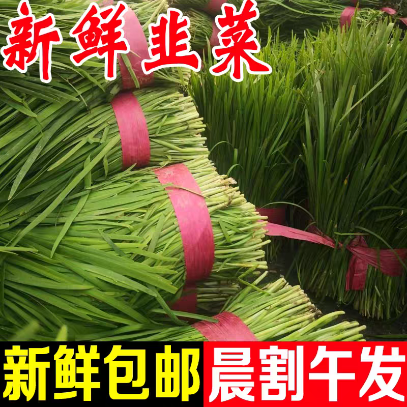 【精品推荐】山东韭菜/小叶韭菜/济宁韭菜/全国发货