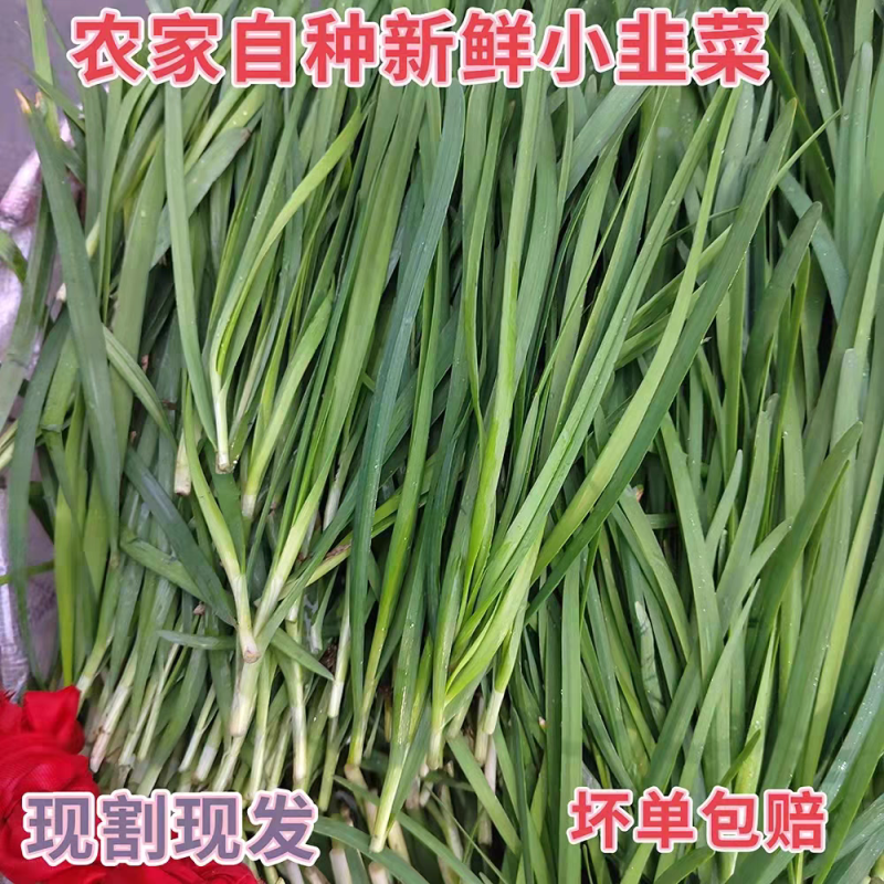 【精品推荐】山东韭菜/小叶韭菜/济宁韭菜/全国发货