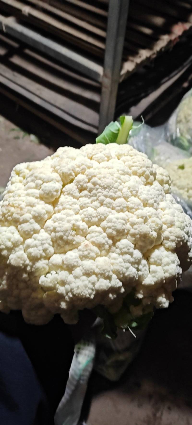 有机花菜半有机菜花现货供应量大