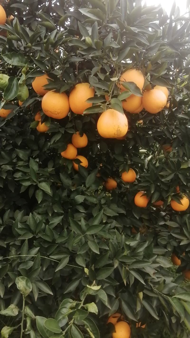 四川金堂三溪脐橙，口感脆甜，颜色火红，大量上市中