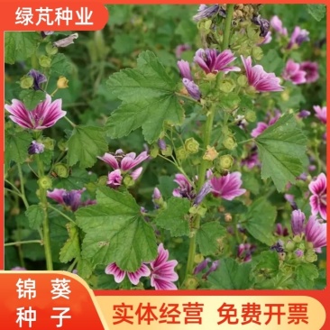 锦葵花卉种子金钱紫花葵花籽多年生宿根春夏播种简单易活庭院