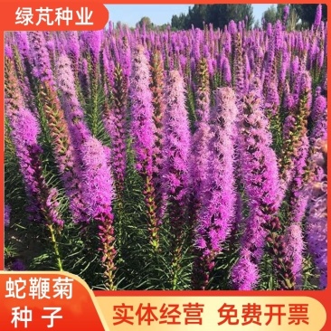 蛇鞭菊种子紫粉色麒麟菊花种子多年生花卉耐寒耐热四季易