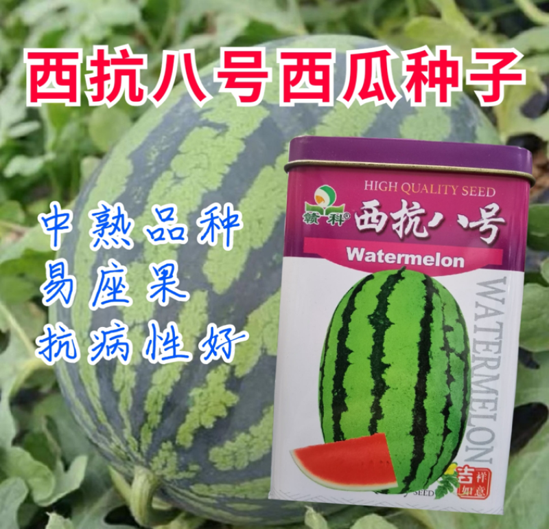 西抗八号西瓜种子中熟品种果实椭圆形绿花皮果肉红色