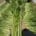 河南芹菜，西芹，法国皇后芹菜，大量供应商超电商市场加工厂